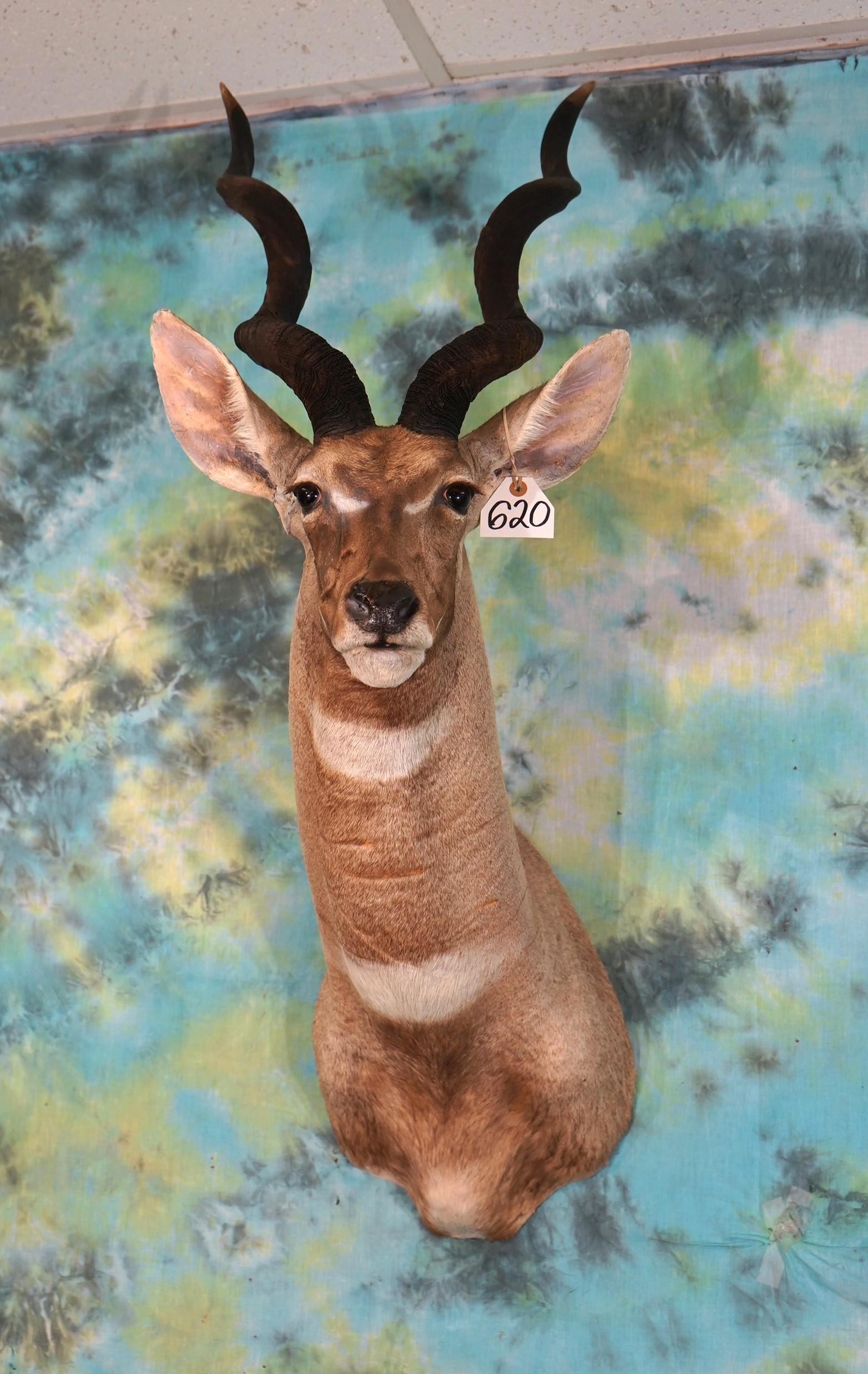 Vintage Gold Medal Record Book African Lesser Kudu Shoulder Taxidermy Mount