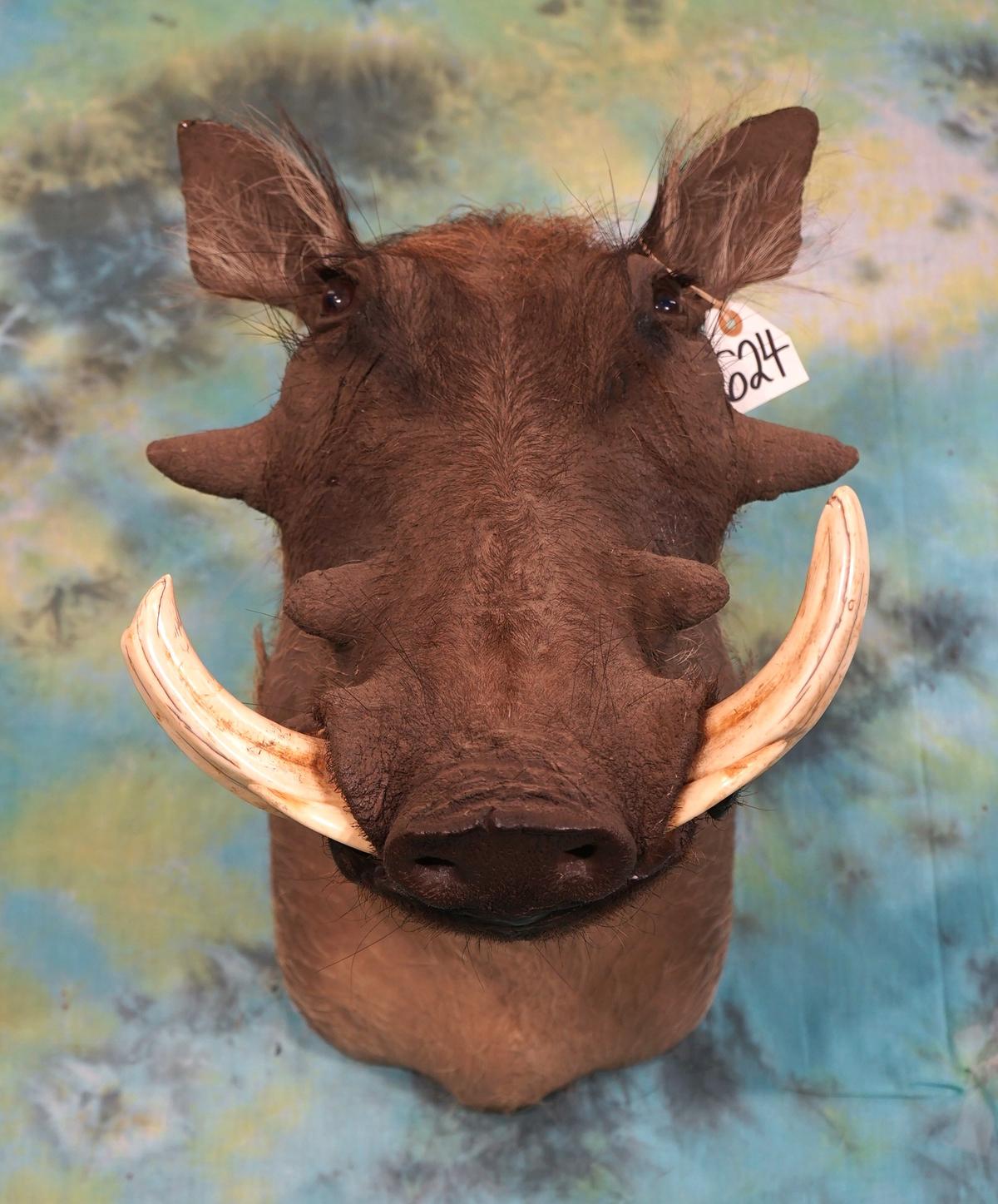 African Warthog Shoulder Taxidermy Mount