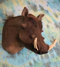 African Warthog Shoulder Taxidermy Mount