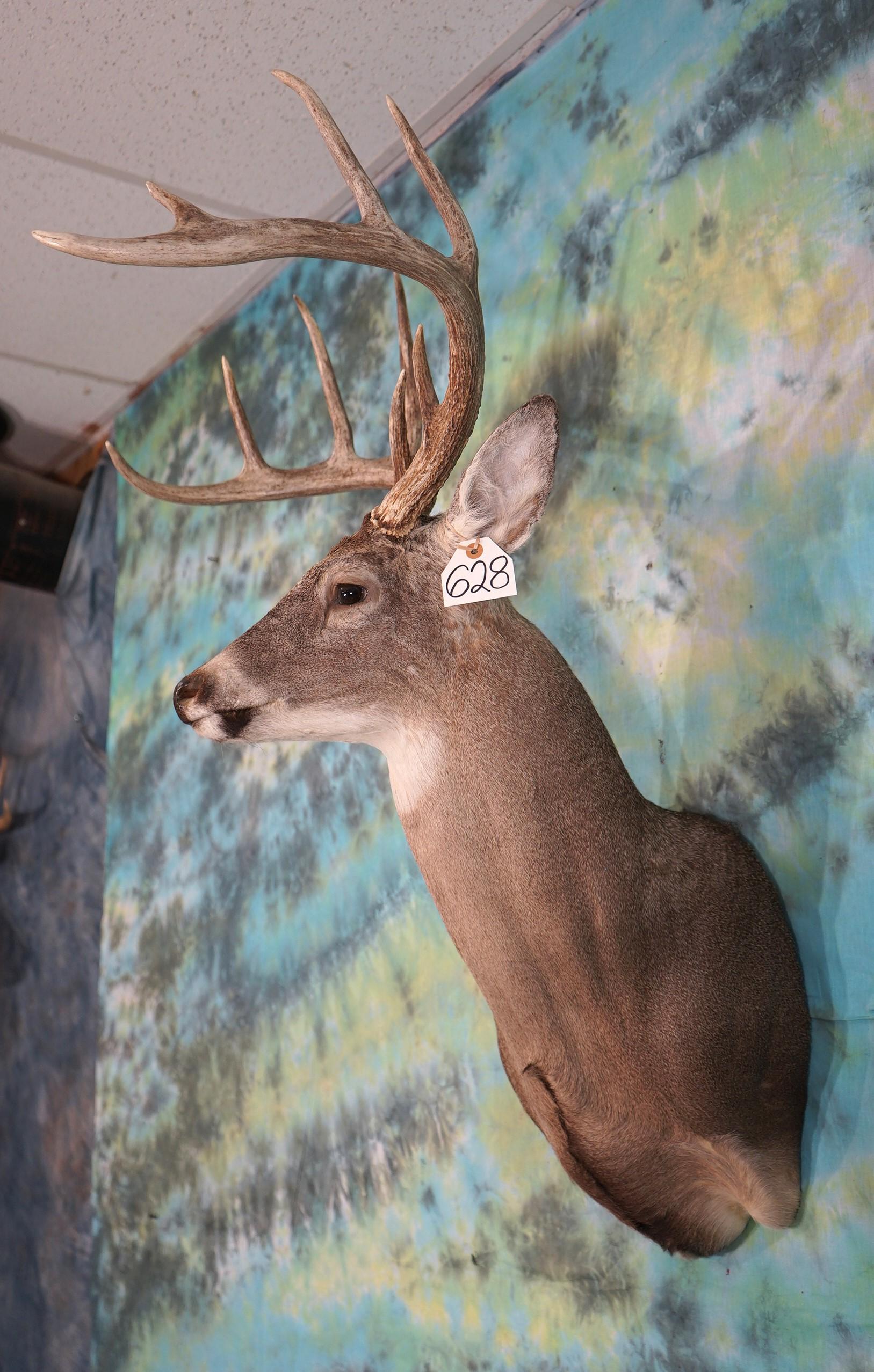 Wide South Texas 10pt. Whitetail Deer Shoulder Taxidermy Mount