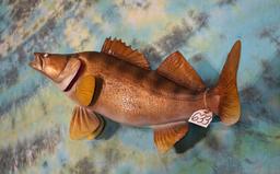 Brand New 35 1/2 Walleye Fiberglass Reproduction Taxidermy Fish Mount