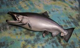 Brand New 4ft.& 3" King Salmon Fiberglass Reproduction Taxidermy Fish Mount