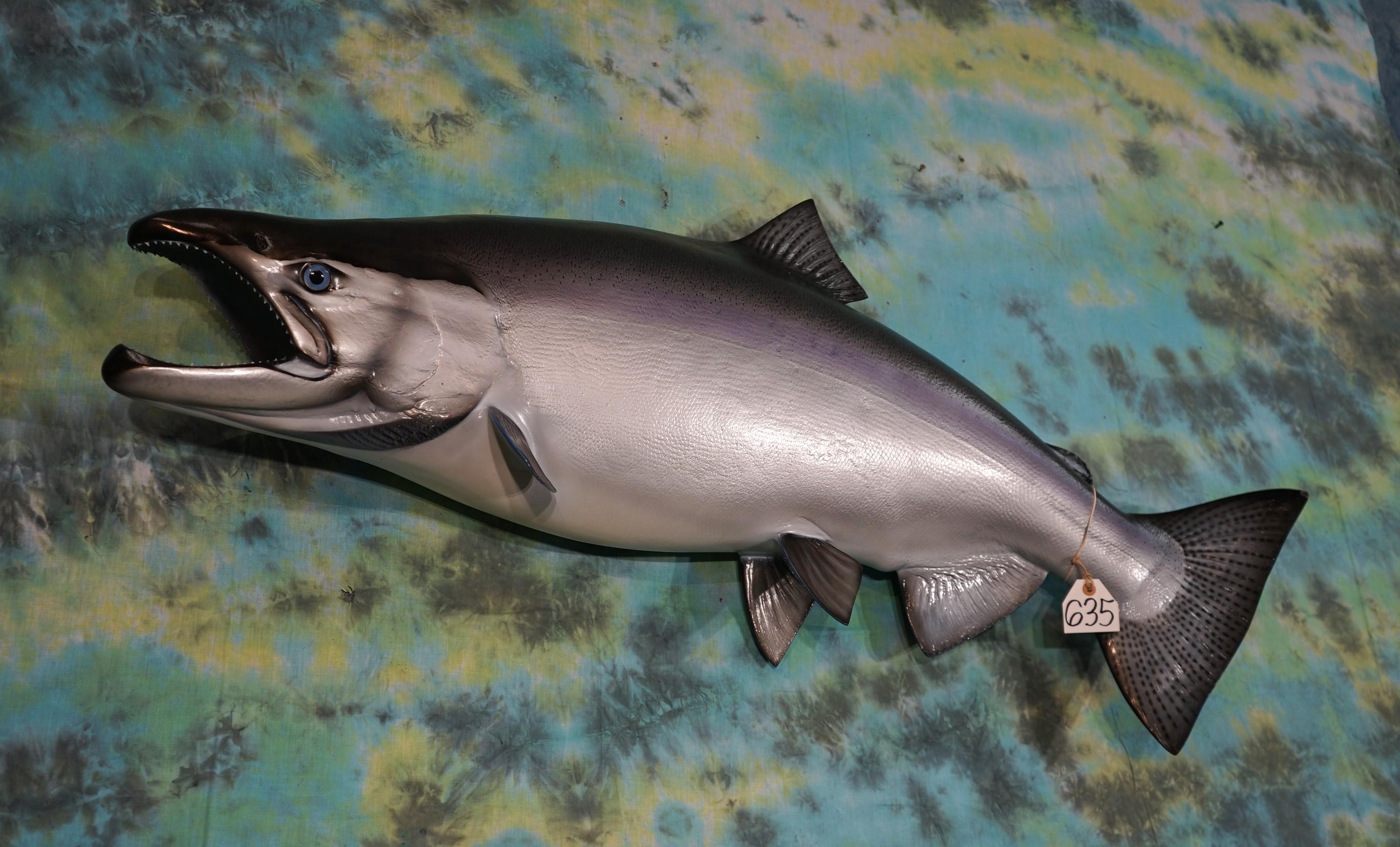 Brand New 4ft.& 3" King Salmon Fiberglass Reproduction Taxidermy Fish Mount