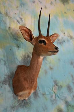 Gold Medal Record Book # 17 All Time SCI African Stienbuck Shoulder Taxidermy Mount