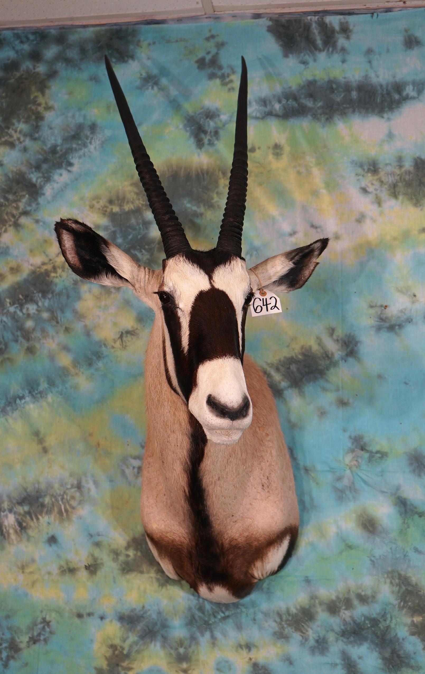 African Gemsbuck Antelope Shoulder Taxidermy Mount