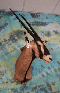 East African Fringe Eared Oryx Shoulder Taxidermy Mount **Texas Residents Only!**