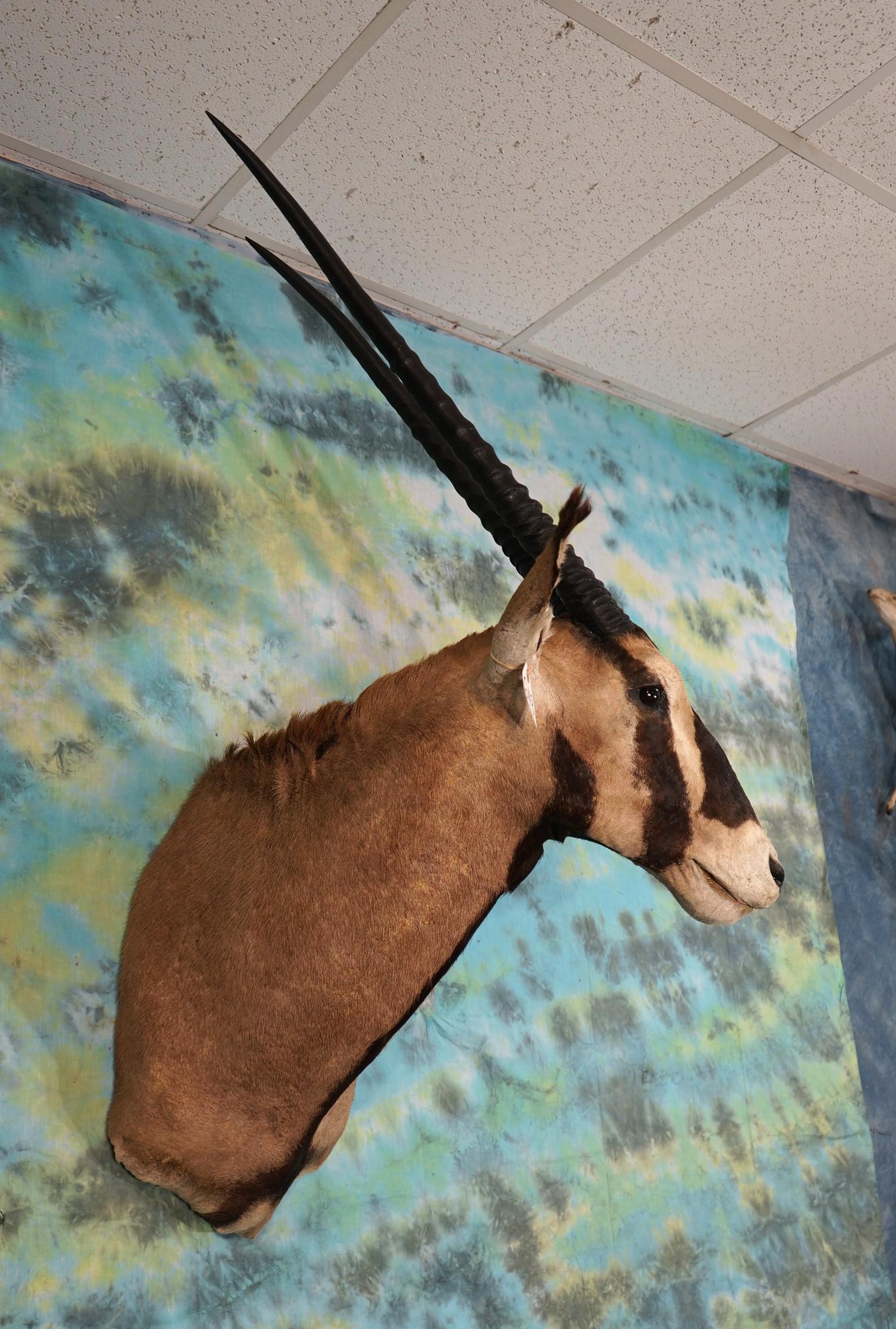 East African Fringe Eared Oryx Shoulder Taxidermy Mount **Texas Residents Only!**