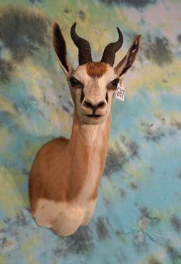 African Common Springbuck Gazelle Shoulder Taxidermy Mount