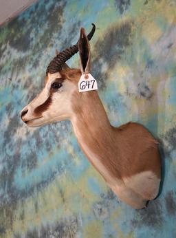 African Common Springbuck Gazelle Shoulder Taxidermy Mount