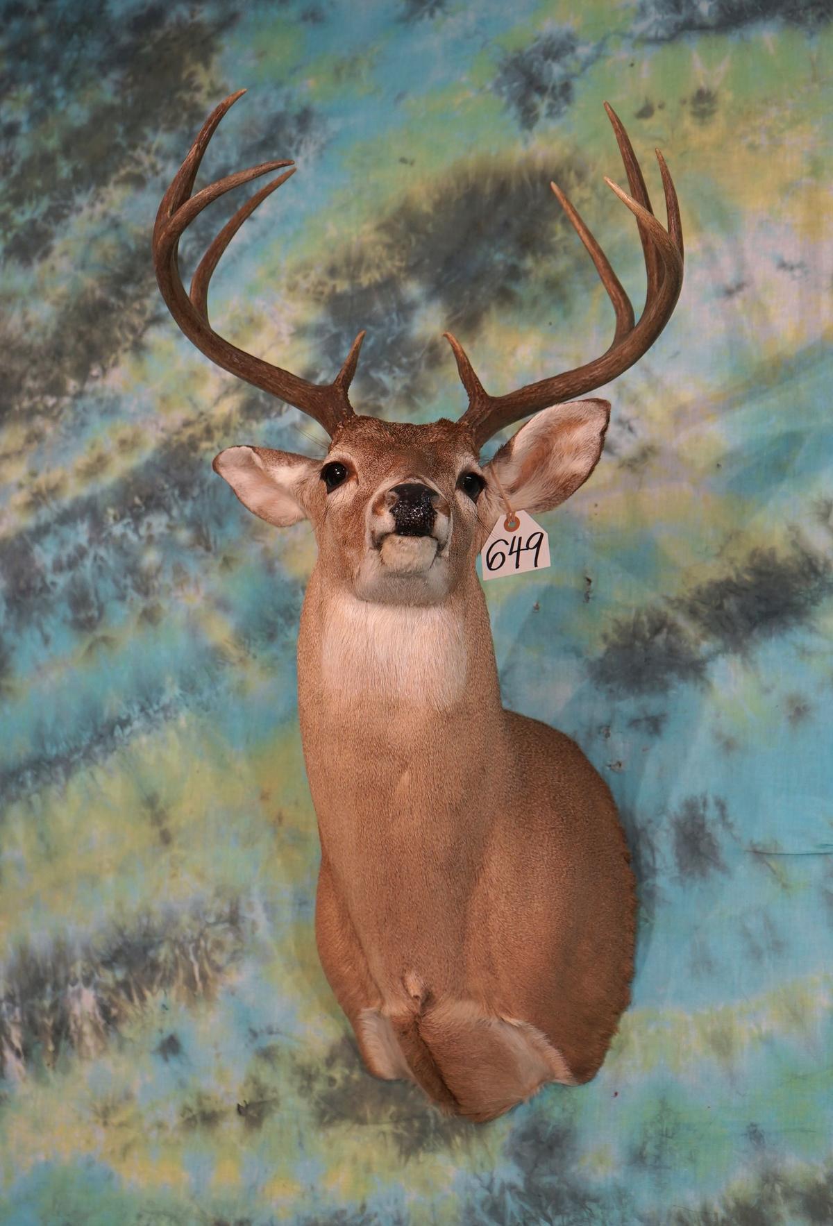 10pt. Texas Whitetail Deer Shoulder Taxidermy Mount