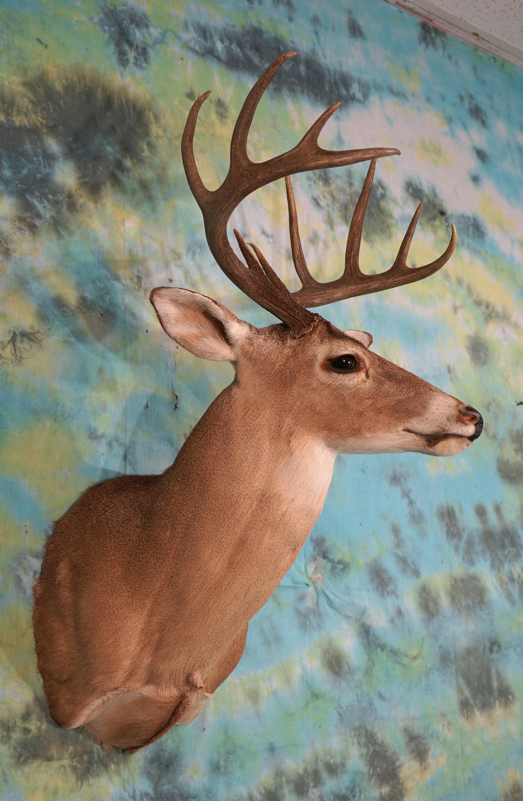 10pt. Texas Whitetail Deer Shoulder Taxidermy Mount