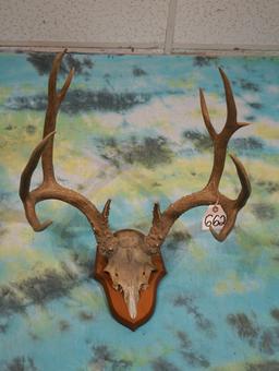 Mule Deer Antlers on Panel Taxidermy