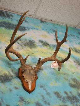 Mule Deer Antlers on Panel Taxidermy