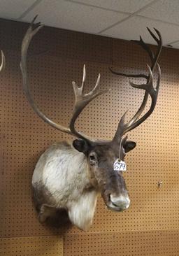 Barren Ground Caribou Shoulder Taxidermy Mount