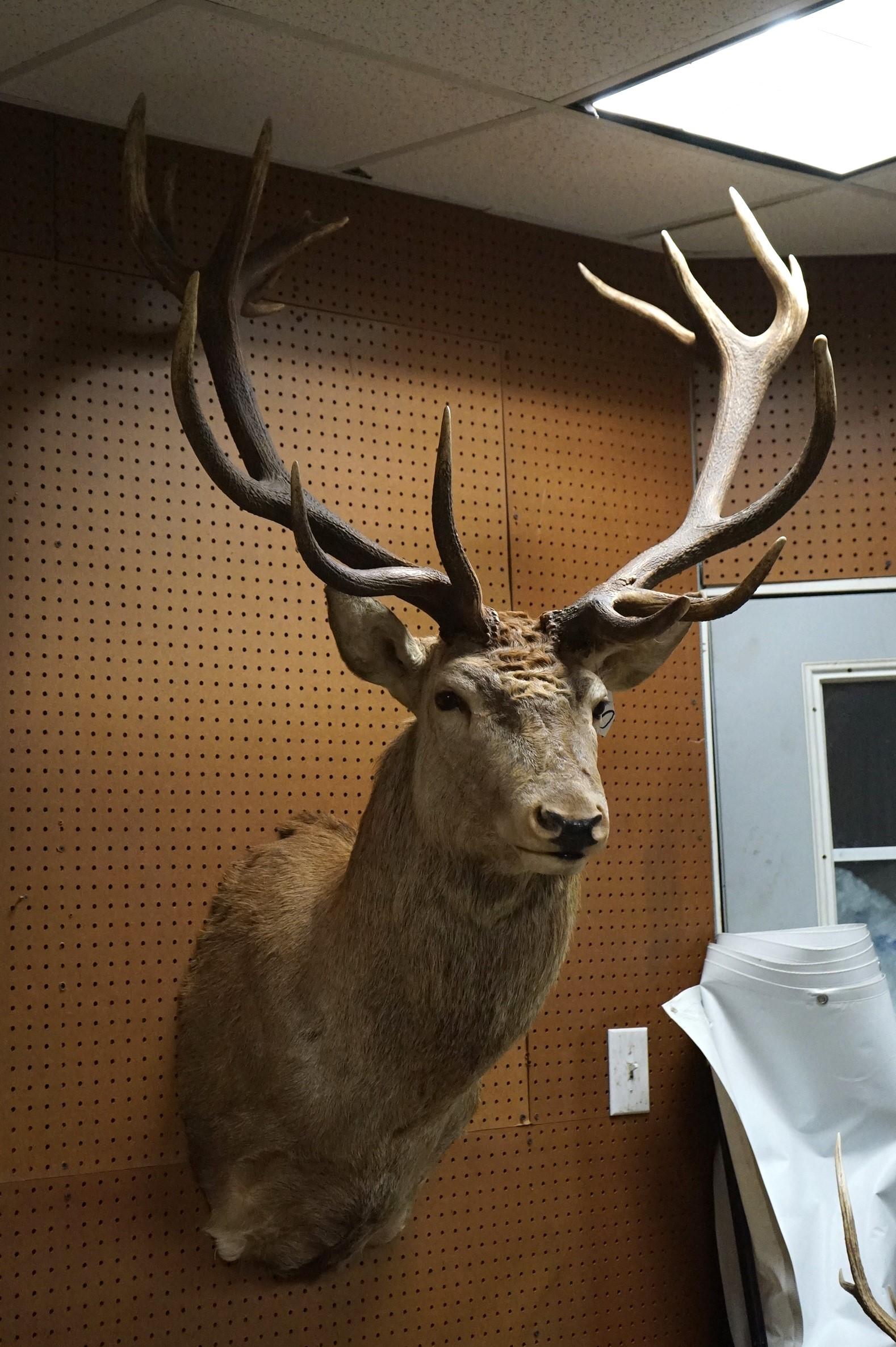 18pt. Giant Red Stag Shoulder Taxidermy Mount