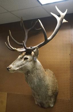 18pt. Giant Red Stag Shoulder Taxidermy Mount