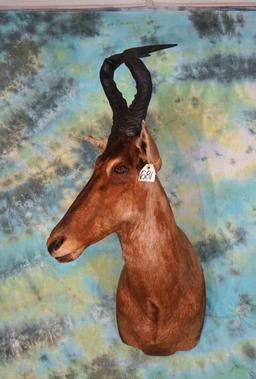 African Red Hartebeest Shoulder Taxidermy Mount