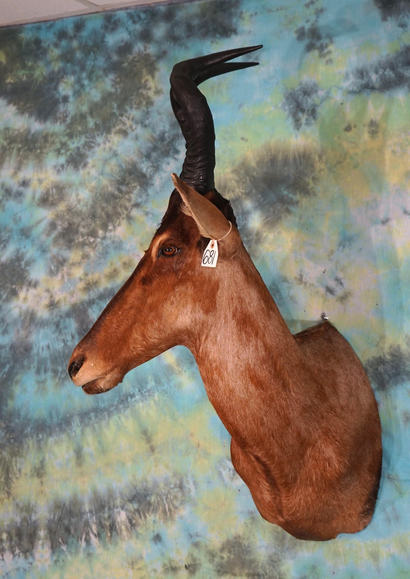 African Red Hartebeest Shoulder Taxidermy Mount