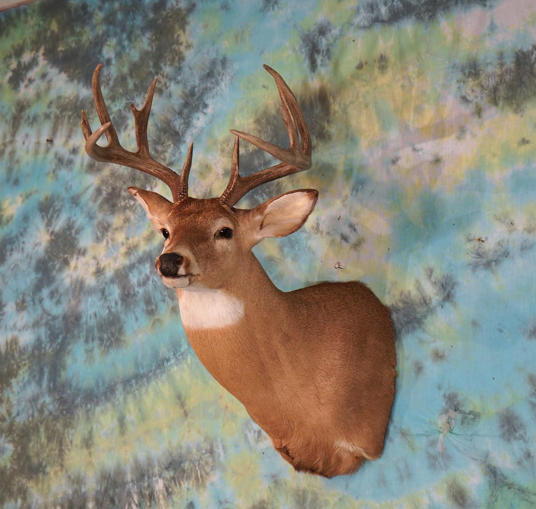 11pt. Whitetail Deer Shoulder Taxidermy Mount