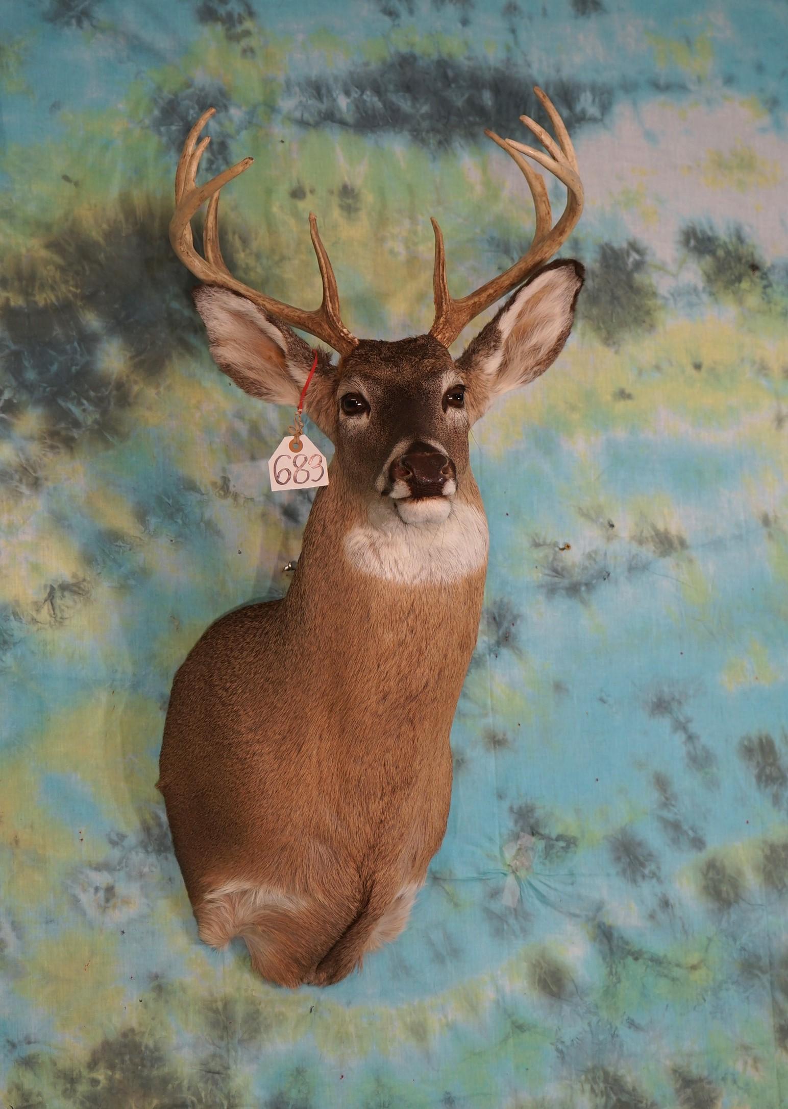 10pt. Whitetail Deer Shoulder Taxidermy Mount