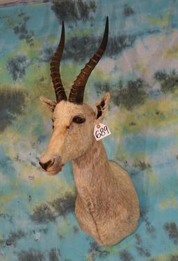 African White Blesbuck Antelope Shoulder Taxidermy Mount