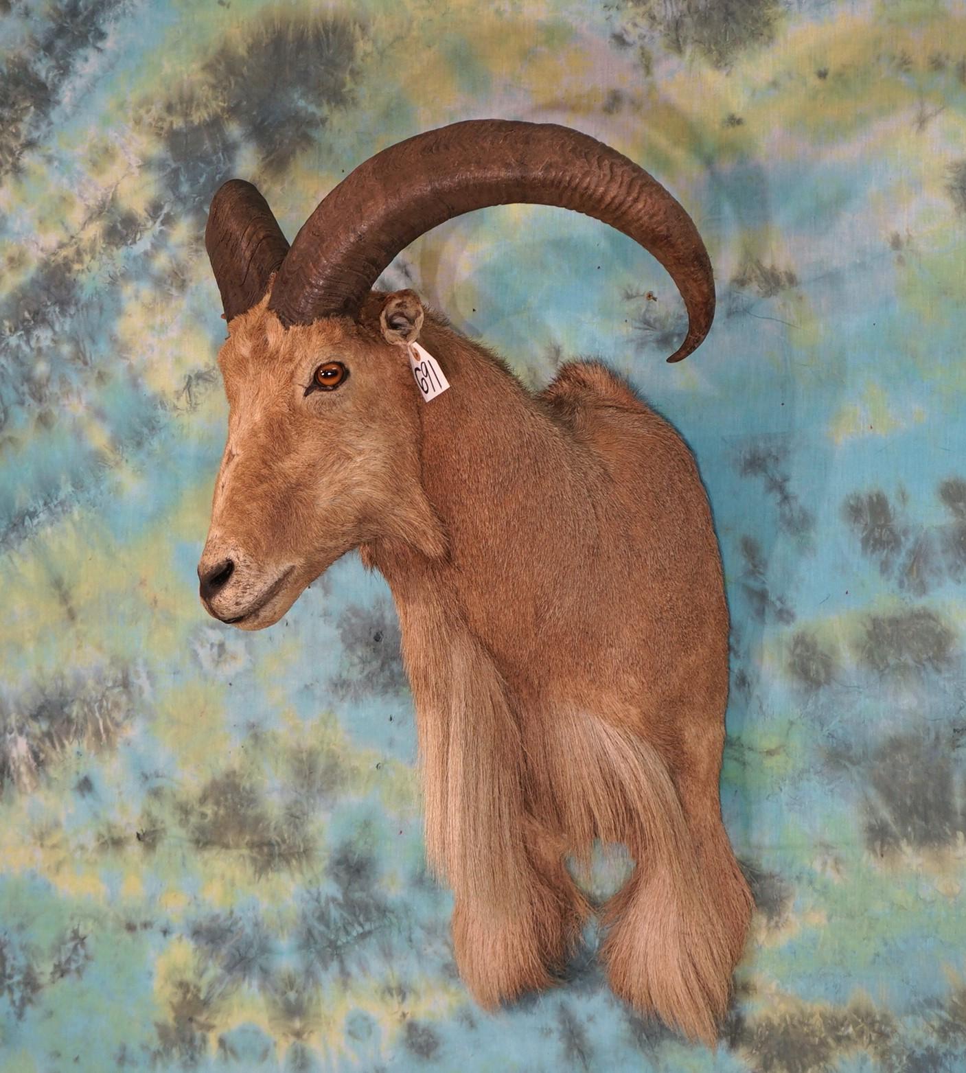 Beautiful Aoudad Sheep Shoulder Taxidermy Mount