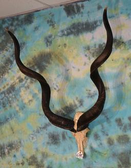 African Greater Kudu Horns with Skullplate Taxidermy