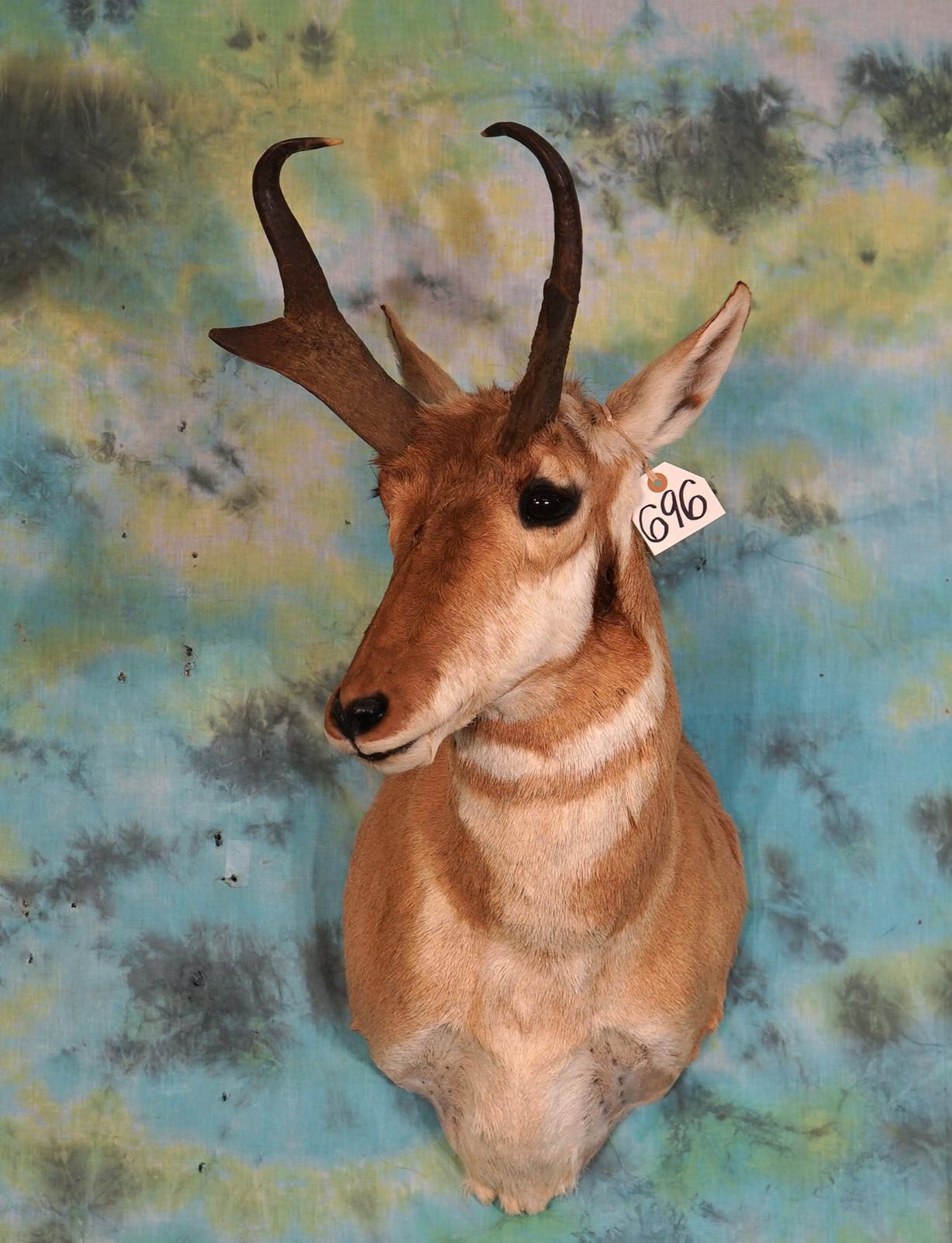 Pronghorn Antelope Shoulder Taxidermy Mount