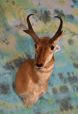 Pronghorn Antelope Shoulder Taxidermy Mount