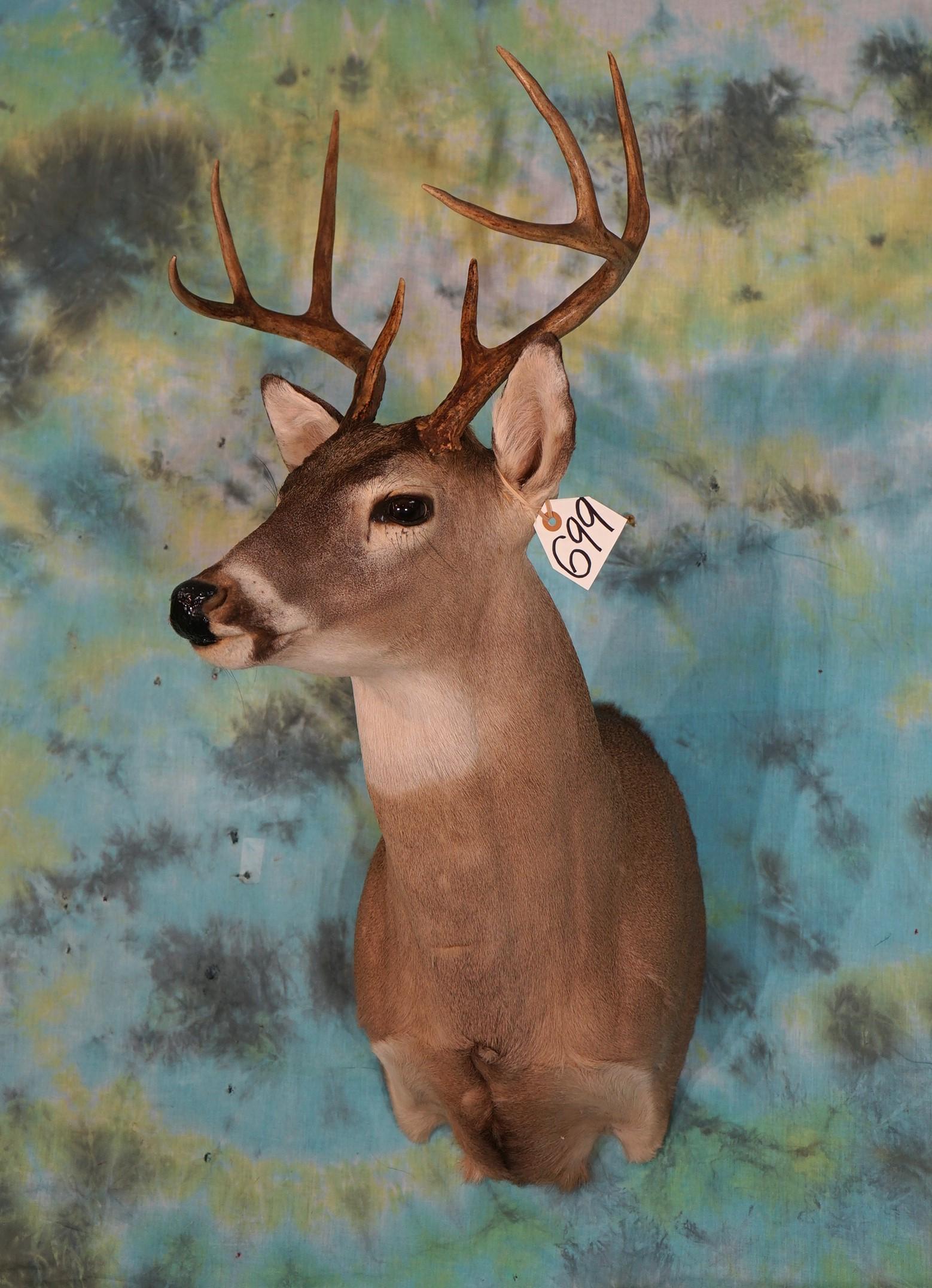 8pt. Texas Whitetail Deer Shoulder Taxidermy Mount