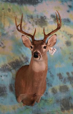 8pt. Texas Whitetail Deer Shoulder Taxidermy Mount