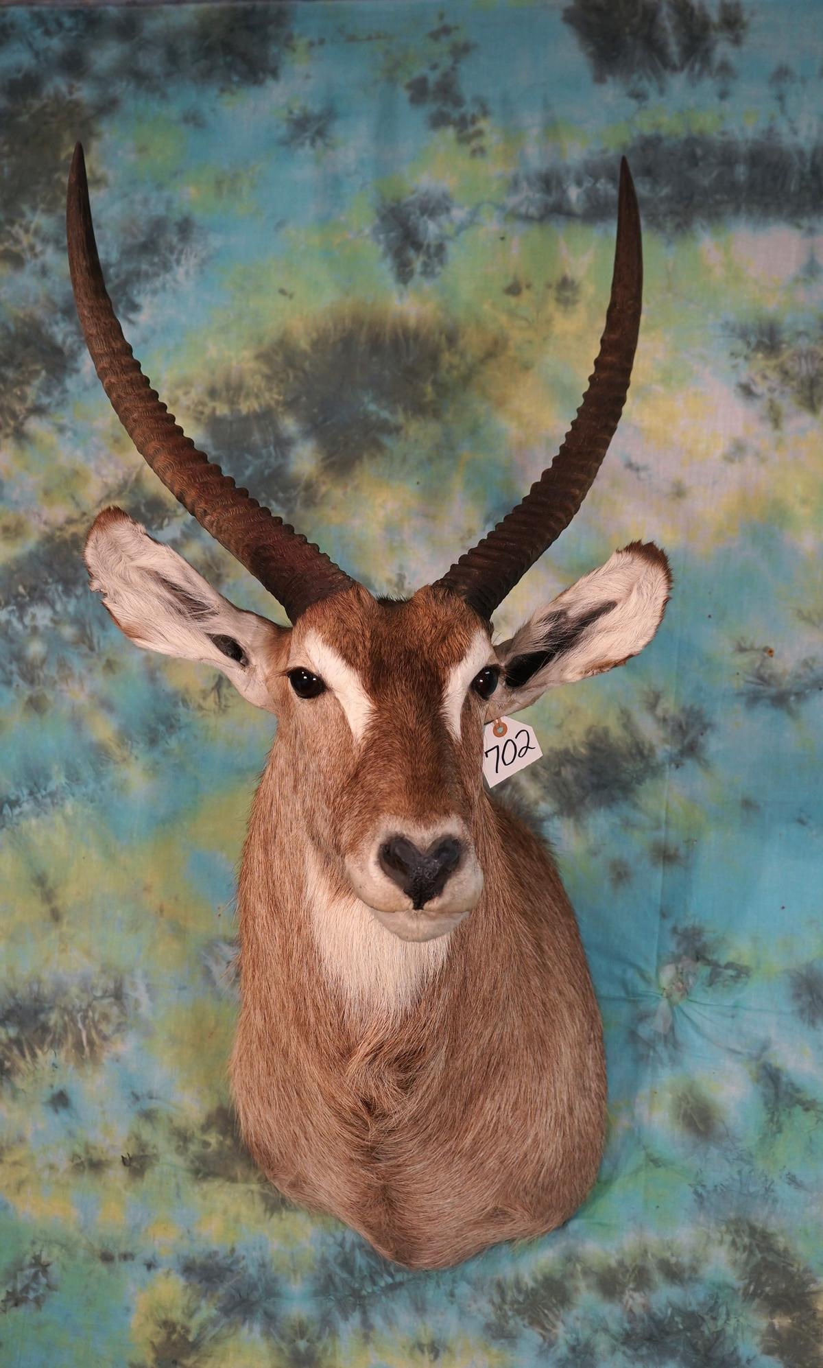 African Common Waterbuck Shoulder Taxidermy Mount