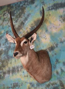 African Common Waterbuck Shoulder Taxidermy Mount