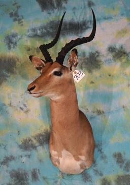 African Southern Impala Shoulder Taxidermy Mount