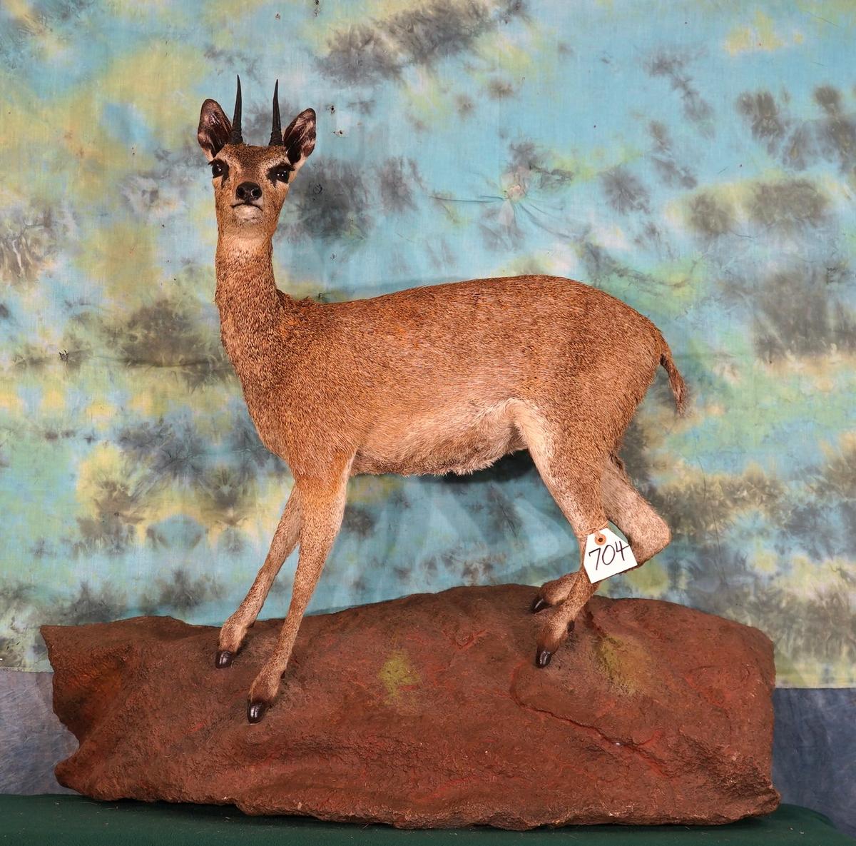 Full Body African Klipspringer Pygmy Antelope Taxidermy Mount