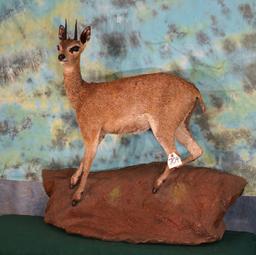 Full Body African Klipspringer Pygmy Antelope Taxidermy Mount