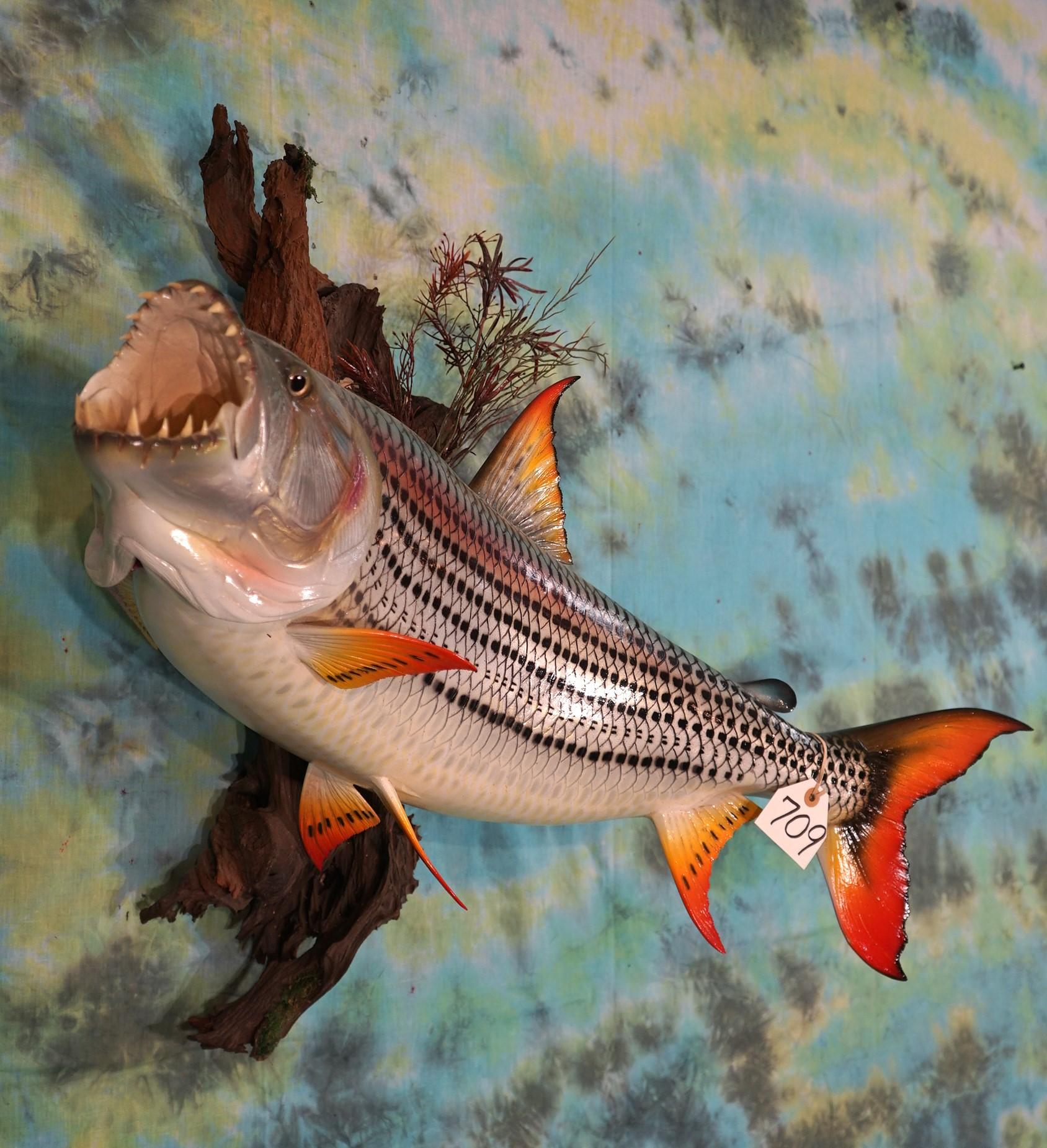 Beautiful Brand New! 32" African Tiger Fish High Quality Fiberglass Reproduction Taxidermy Mount
