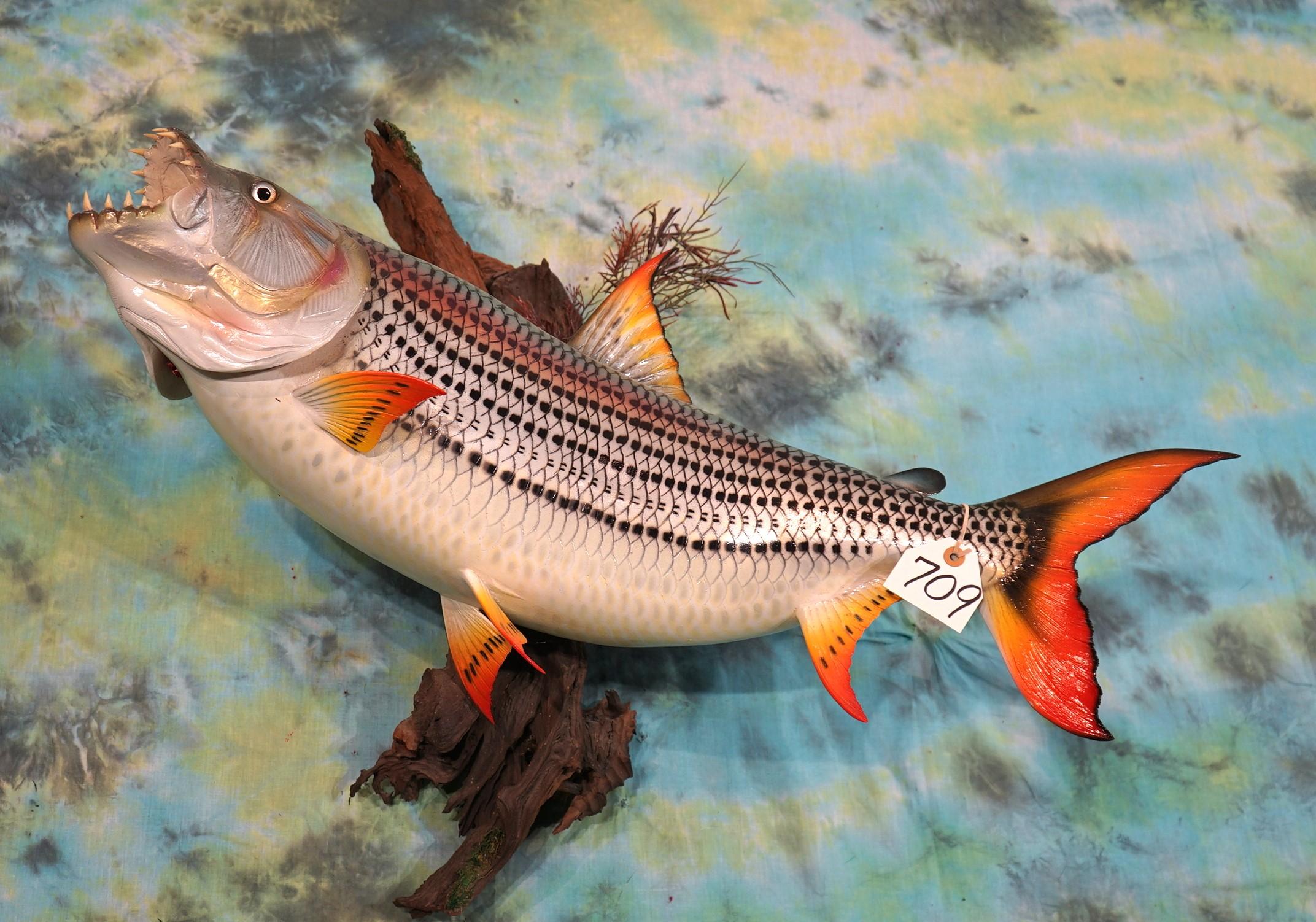 Beautiful Brand New! 32" African Tiger Fish High Quality Fiberglass Reproduction Taxidermy Mount