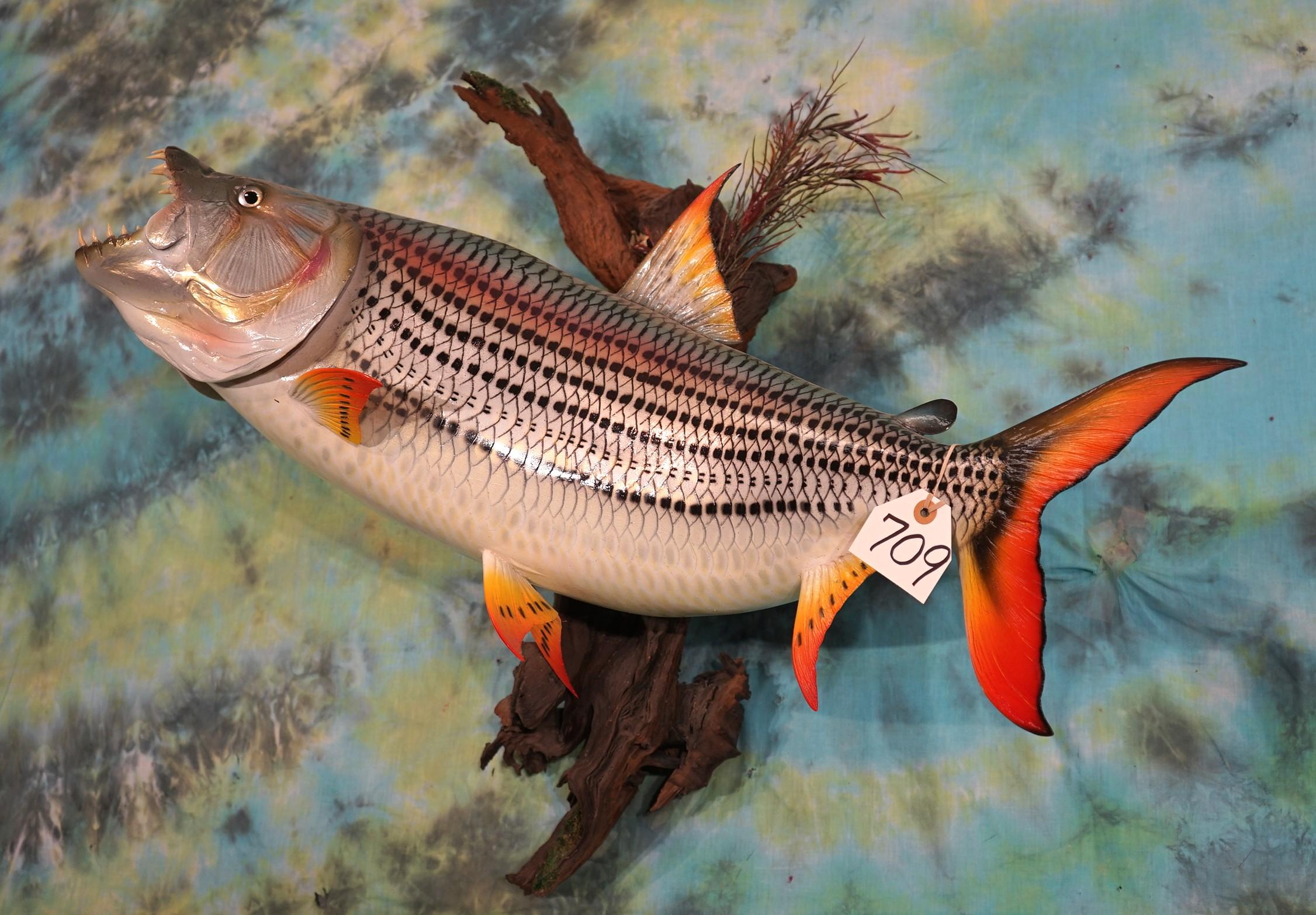 Beautiful Brand New! 32" African Tiger Fish High Quality Fiberglass Reproduction Taxidermy Mount