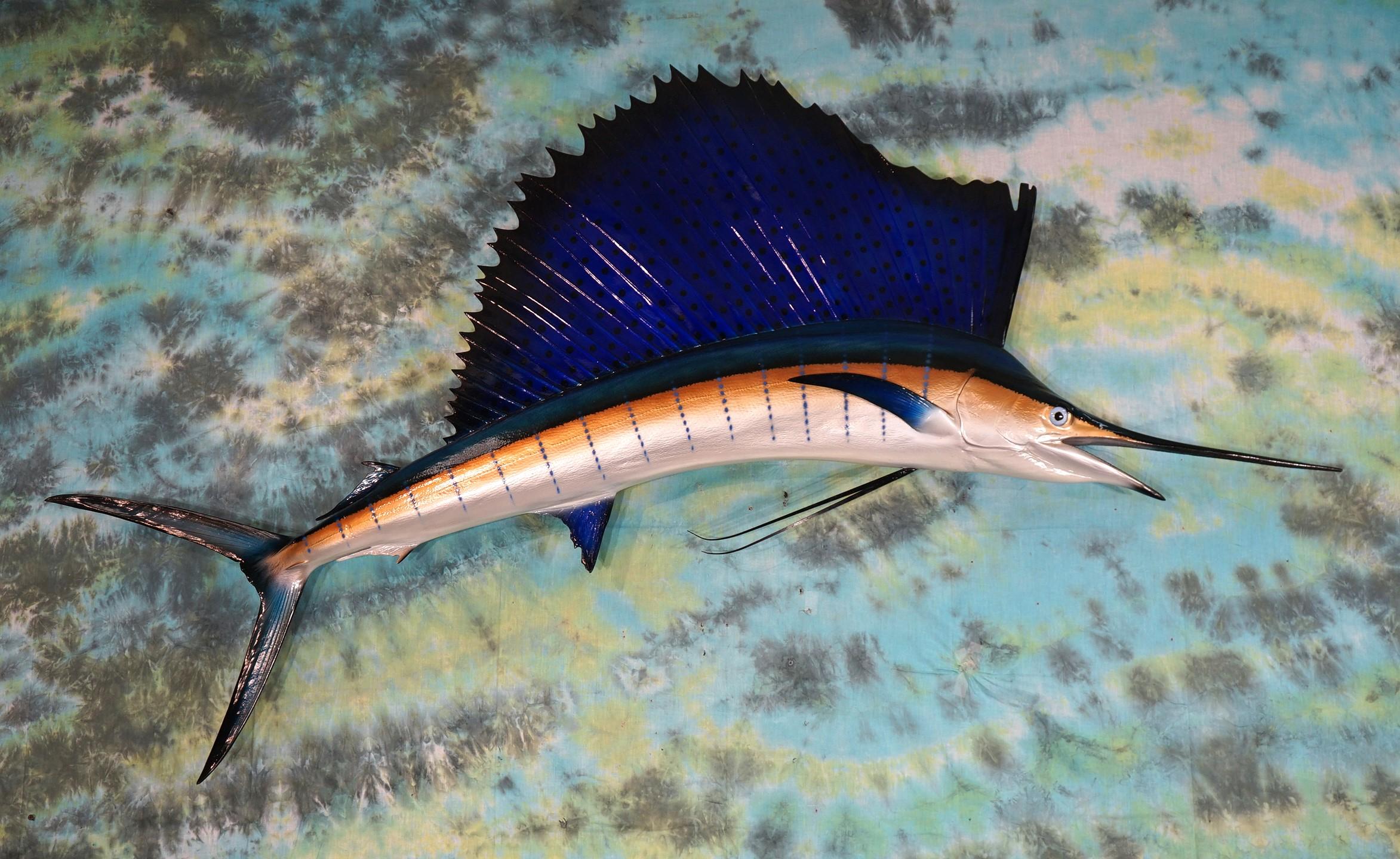 Beautiful Brand New! Pacific Sailfish 6ft. 2" Fiberglass Taxidermy Reproduction Fish Mount