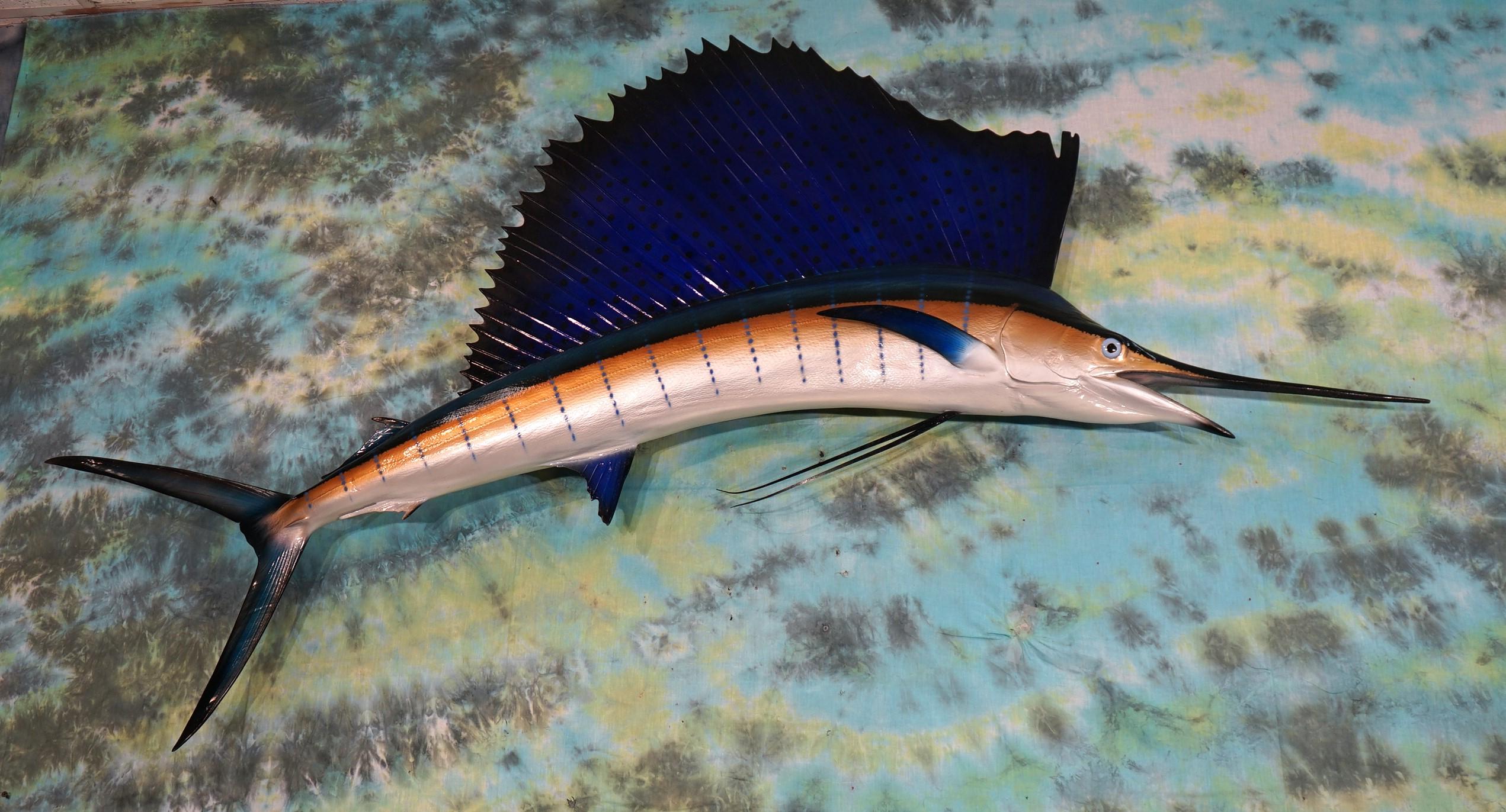 Beautiful Brand New! Pacific Sailfish 6ft. 2" Fiberglass Taxidermy Reproduction Fish Mount