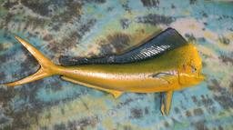 Beautiful Brand New! Monster Dorado 6ft. 2/12" Fiberglass Reproduction Taxidermy Fish Mount