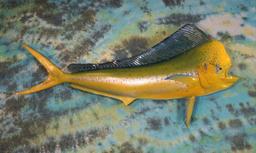 Beautiful Brand New! Monster Dorado 6ft. 2/12" Fiberglass Reproduction Taxidermy Fish Mount