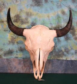 American Bison Skull Taxidermy