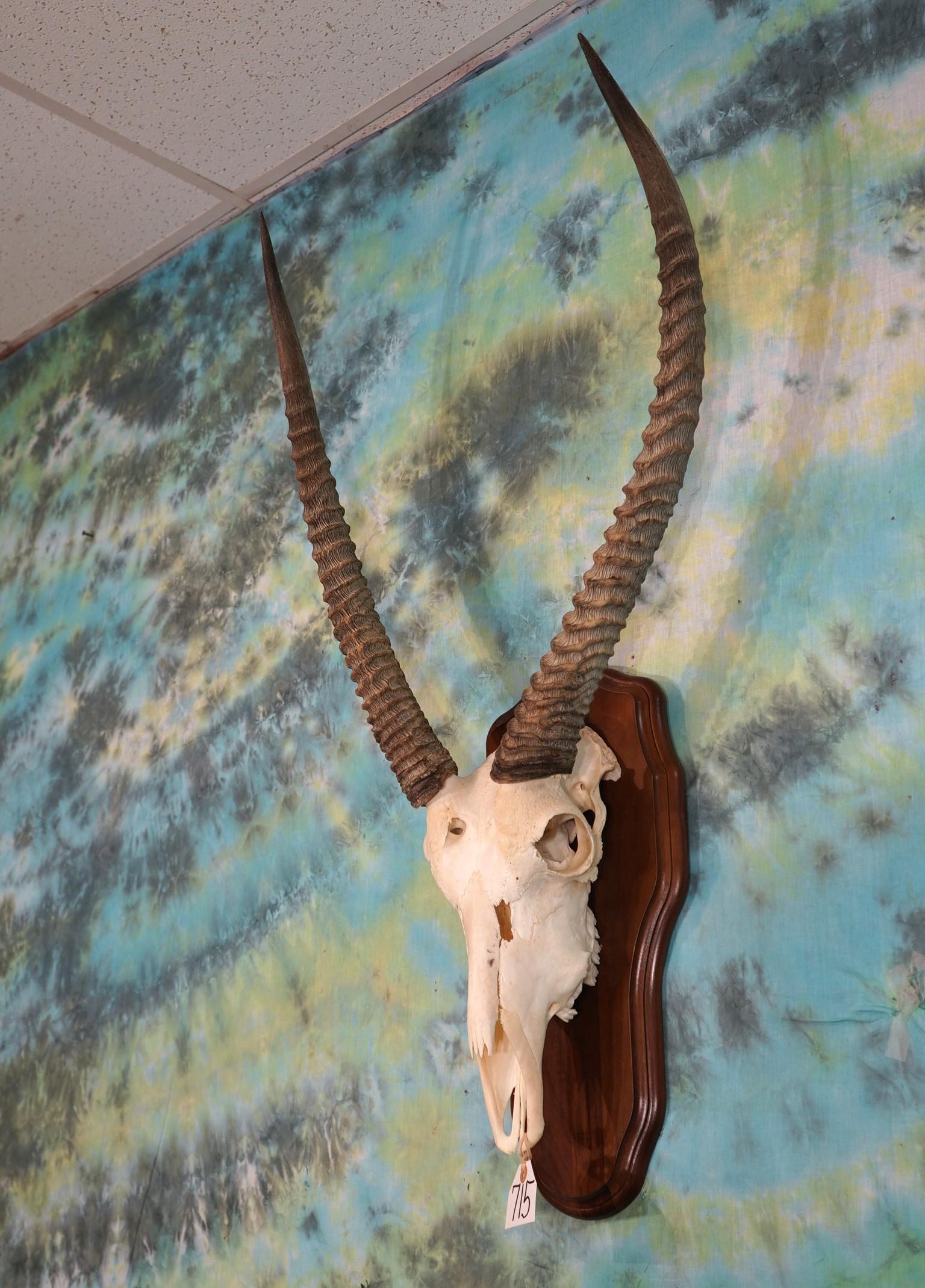 African Waterbuck Antelope Skull on Panel Taxidermy