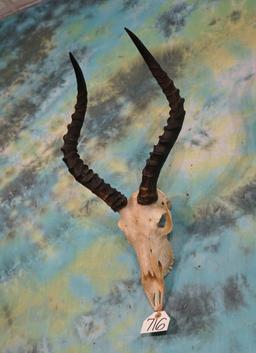 African Impala Ram Skull Taxidermy