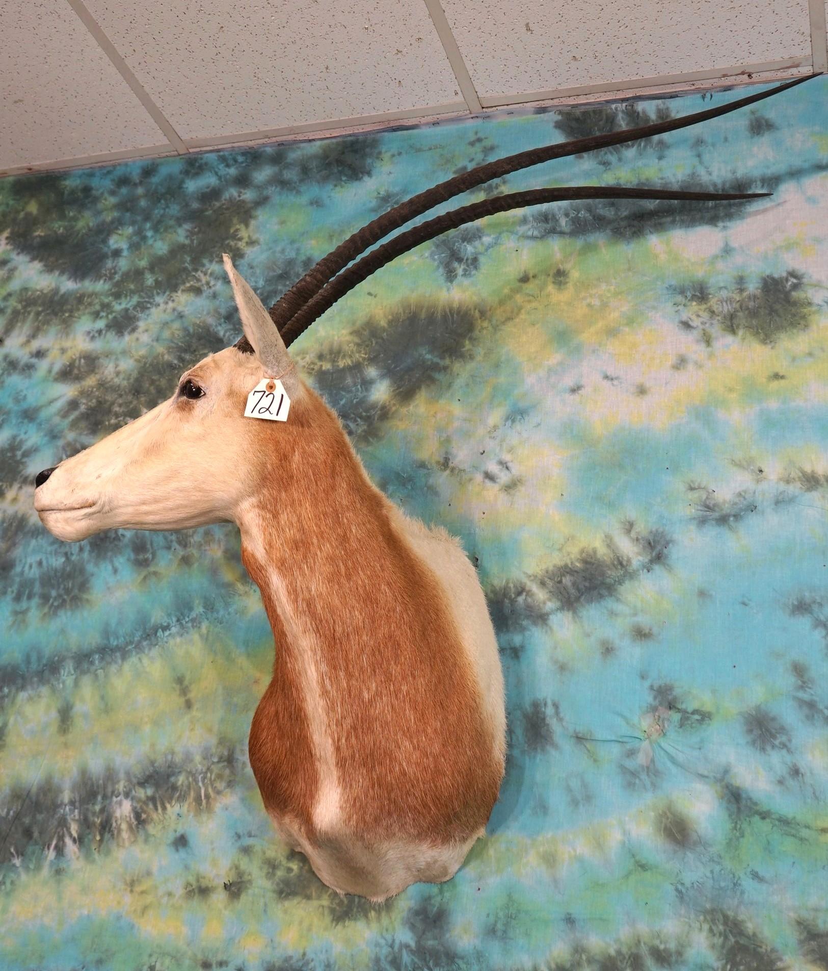 Nice 38" Scimitar Horned Oryx Shoulder Taxidermy Mount