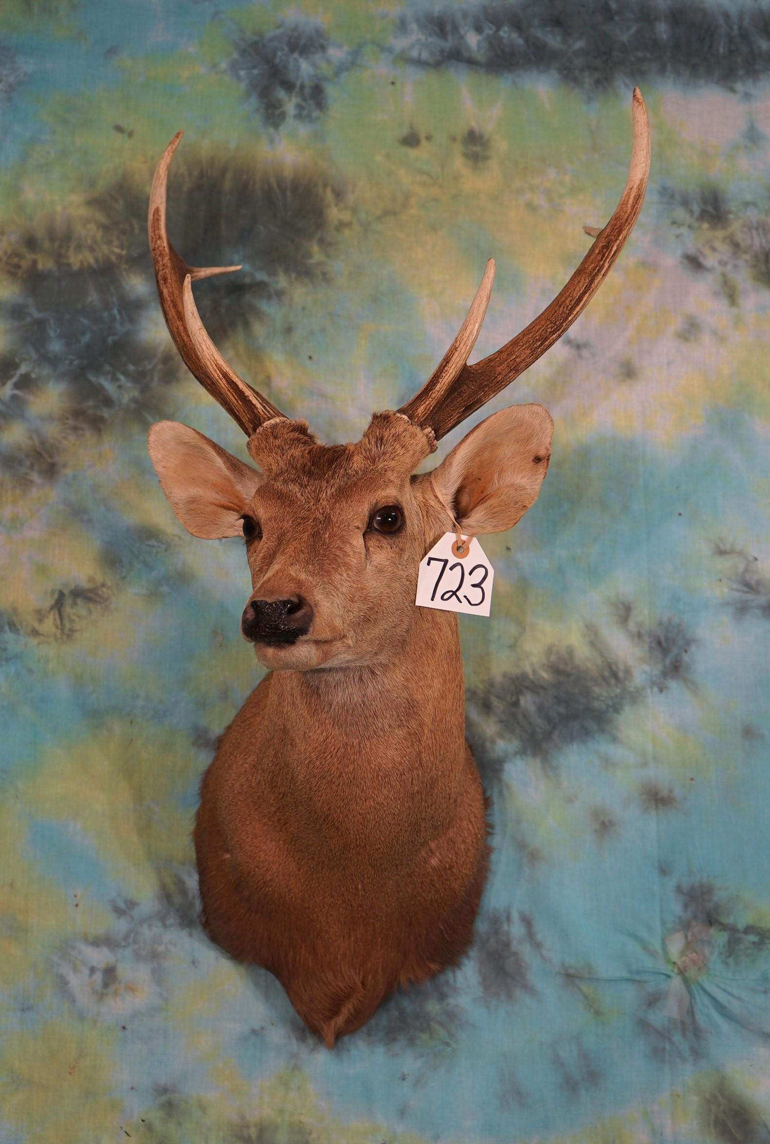 Hog Deer Shoulder Taxidermy Mount **Texas Residents Only! **