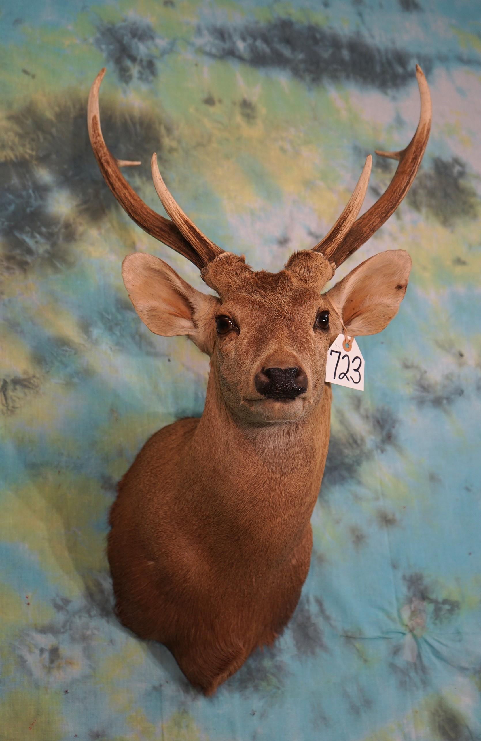 Hog Deer Shoulder Taxidermy Mount **Texas Residents Only! **