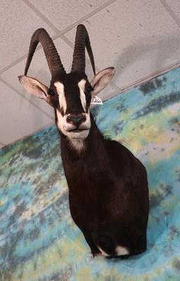 African Sable Antelope Shoulder Taxidermy Mount